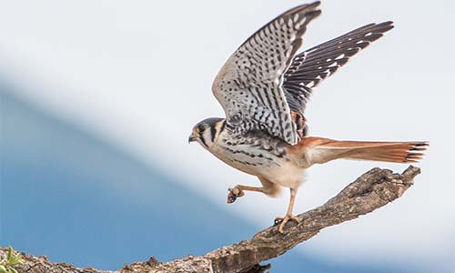 Halconcito colorado (Falco sparverius)