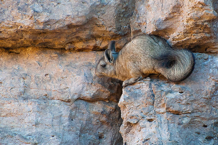 Chinchillón - Lagidium viscacia - Vizcacha serrana