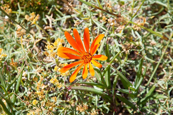 Mutisias, Virreinas, Clavel del campo (Mutisia decurrens)