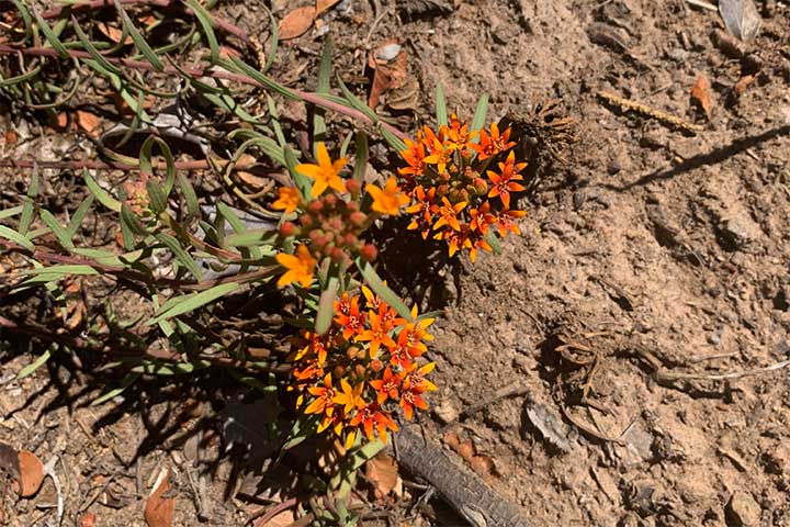 Quinchamalí - Quinchamalium chilense en Parque Nacional Los Alerces