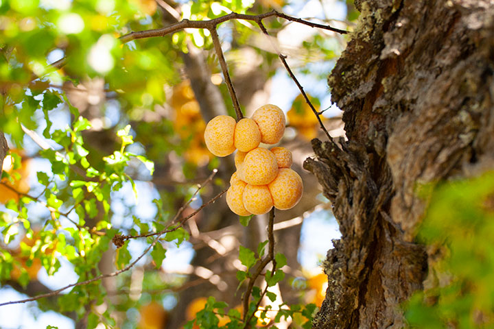 Llao Llao - Flora autoctona