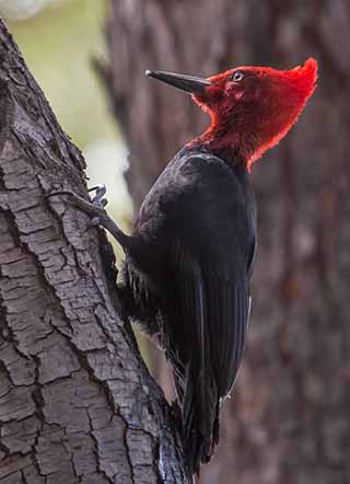 Pájaro carpintero grande - Foto Héctor Gonda